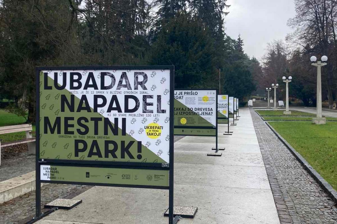 V mariborskem Mestnem parku bodo zaradi lubadarja podrli 40 smrek