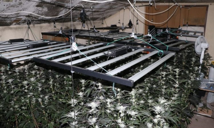 V Šmarju pri Jelšah zasegli 400 sadik konoplje