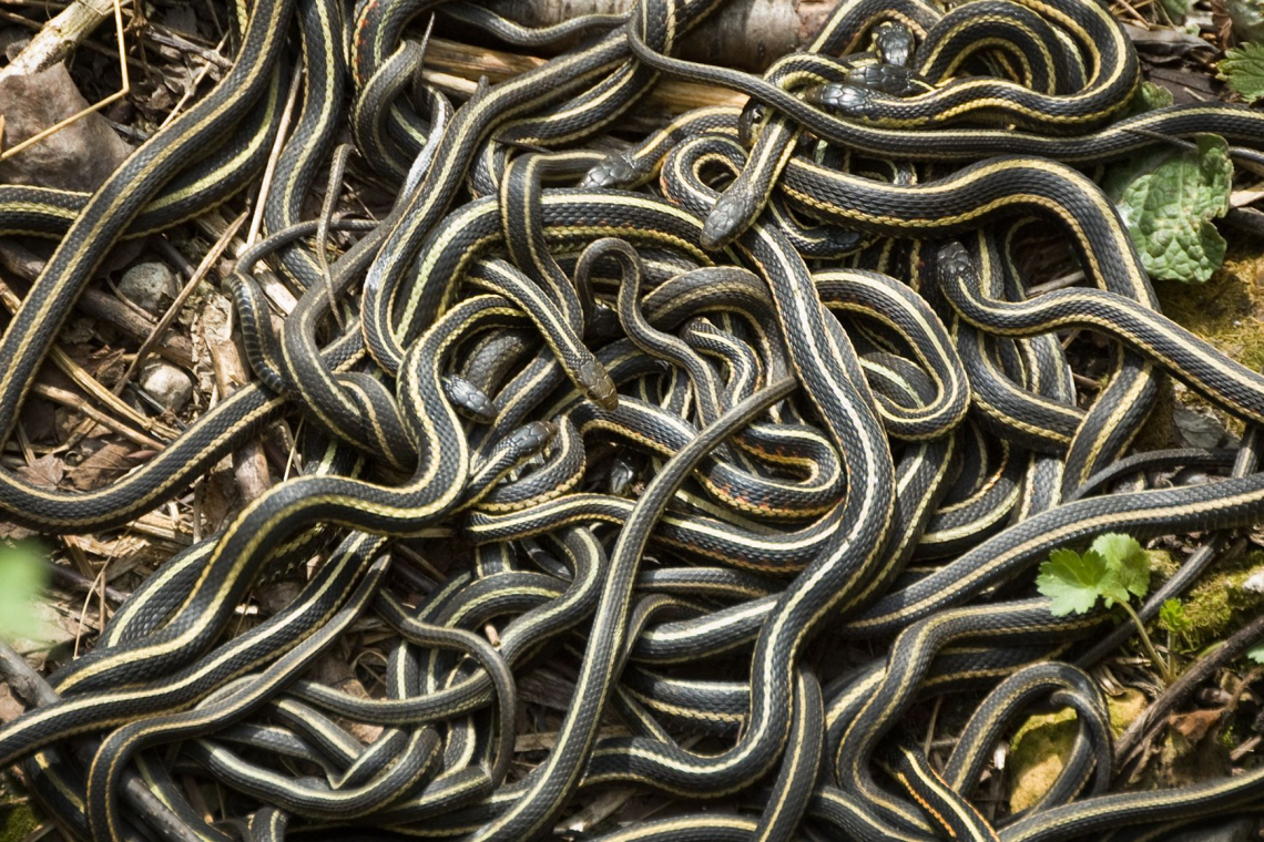 Evolucija med strupi in preživetjem