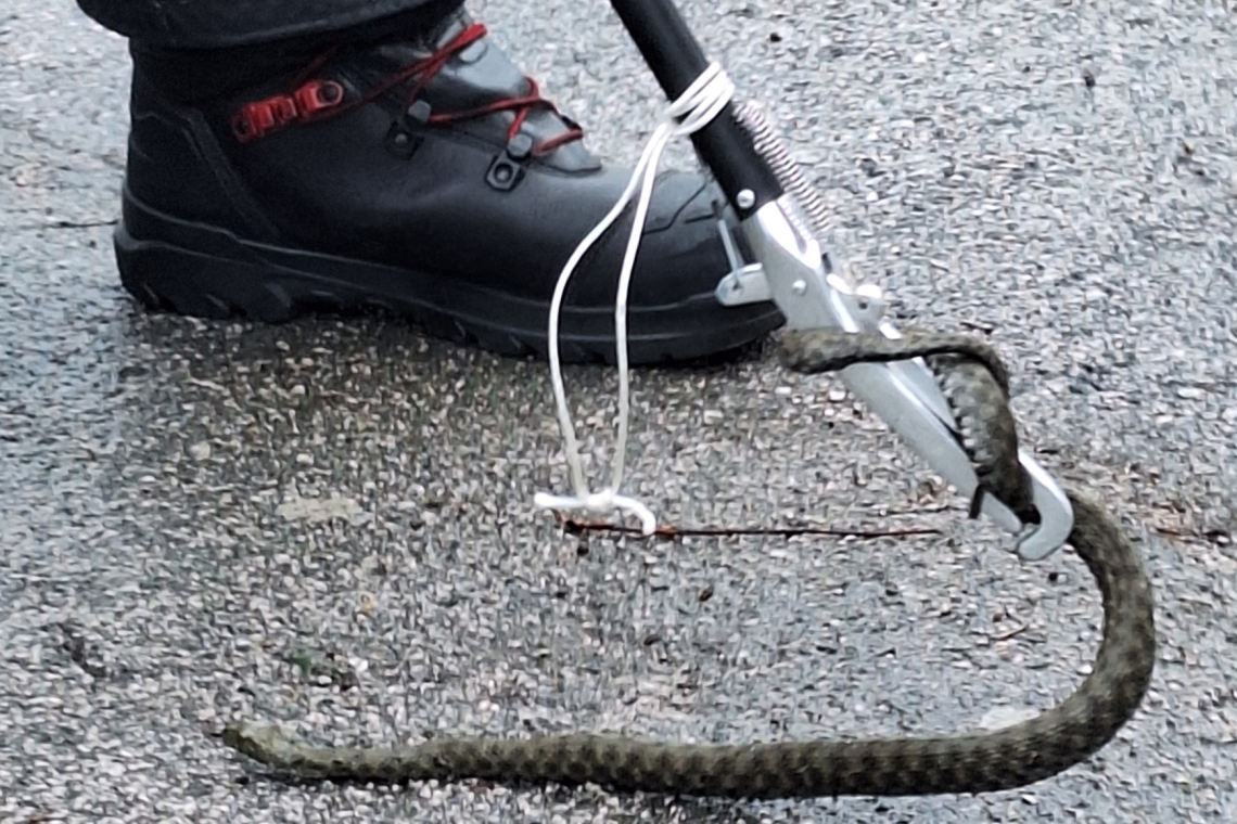 Kača našla zatočišče v kranjskem parkomatu